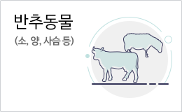 반추동물(소, 양, 사슴 등)